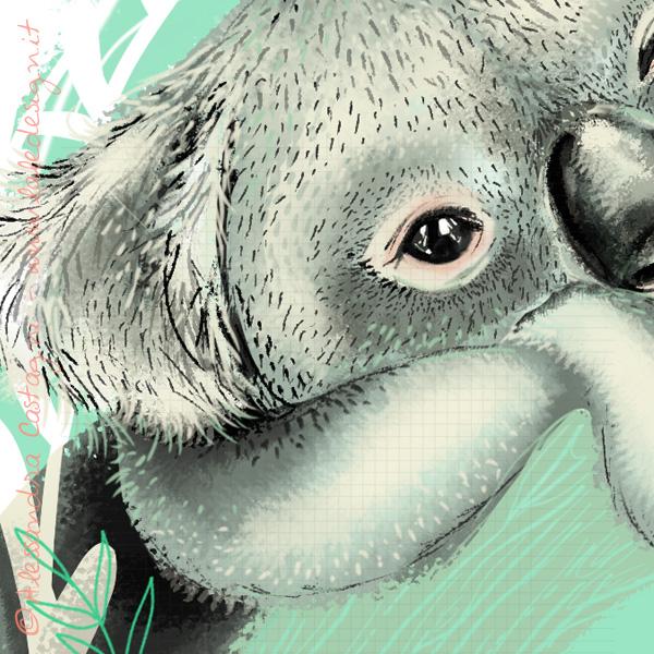 Koala